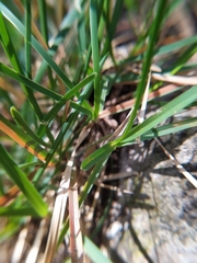 Sesleria albicans