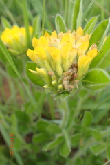 Leobordea corymbosa