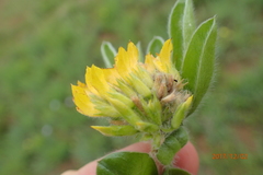 Leobordea corymbosa