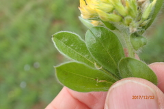 Leobordea corymbosa