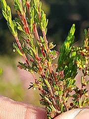 Erica leucopelta