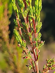 Erica leucopelta