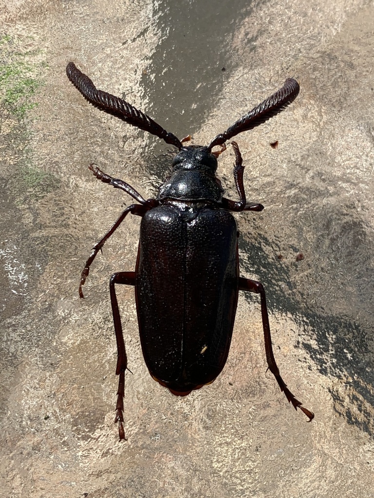 Prionus