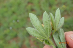 Leobordea corymbosa