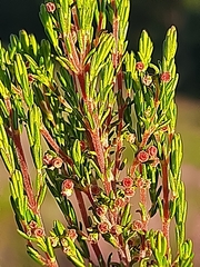 Erica leucopelta