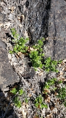 Galium porrigens porrigens