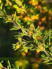 Erica leucopelta