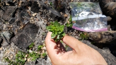 Galium porrigens porrigens