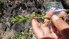 Galium porrigens porrigens