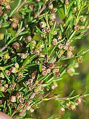 Erica leucopelta