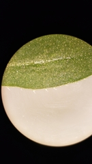 Galium porrigens porrigens