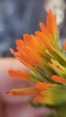 Castilleja applegatei pinetorum