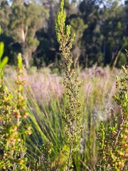 Erica leucopelta