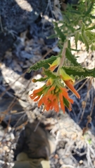 Castilleja applegatei pinetorum