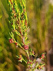 Erica leucopelta