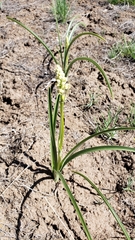 Toxicoscordion micranthum