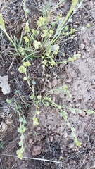 Plagiobothrys austinae