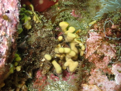 Heteropora pacifica
