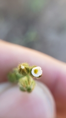 Plagiobothrys austinae