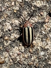 Disonycha leptolineata