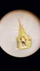 Plagiobothrys austinae