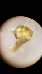 Plagiobothrys austinae