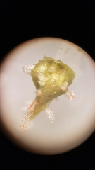 Plagiobothrys austinae