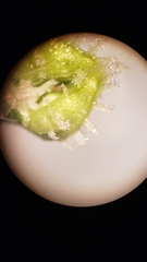 Plagiobothrys austinae