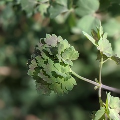 Thalictrum fendleri fendleri