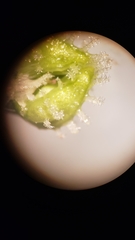 Plagiobothrys austinae