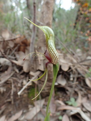 Pterostylis barbata