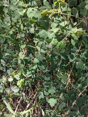Thalictrum fendleri fendleri