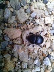 Geotrupes stercorarius