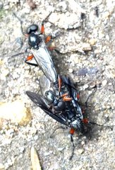 Bibio femoratus