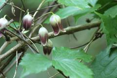 Clematis japonica