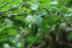 Symplocos sawafutagi