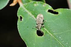 Phyllobius incomptus