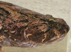 Oxyeleotris marmorata