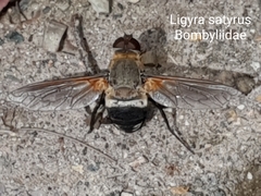 Ligyra satyrus