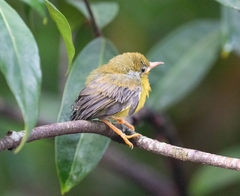 Brown-Throated Sunbird photo 3