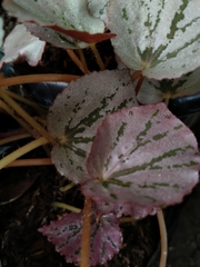 Begonia rex-cultorum