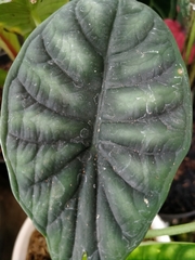 Alocasia reginae