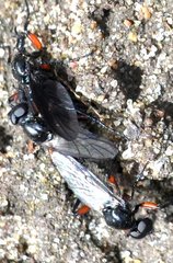 Bibio femoratus