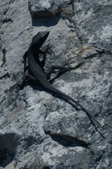 Hemicordylus capensis