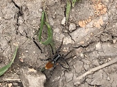 Castianeira occidens