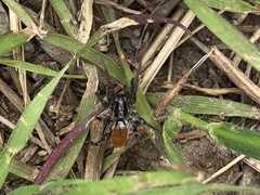 Castianeira occidens