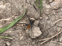 Castianeira occidens