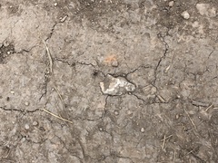 Castianeira occidens