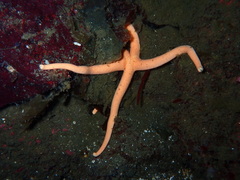 Henricia leviuscula