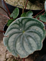 Peperomia argyreia